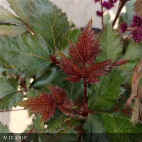ASTILBE  chinensis  'Vision in Red®'