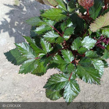 ASTILBE  chinensis  'Vision in Red®'