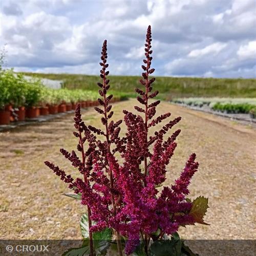 ASTILBE  chinensis  'Vision in Red®'