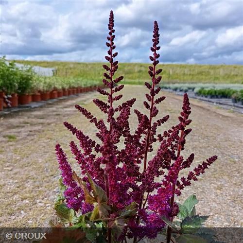 ASTILBE  chinensis  'Vision in Red®'