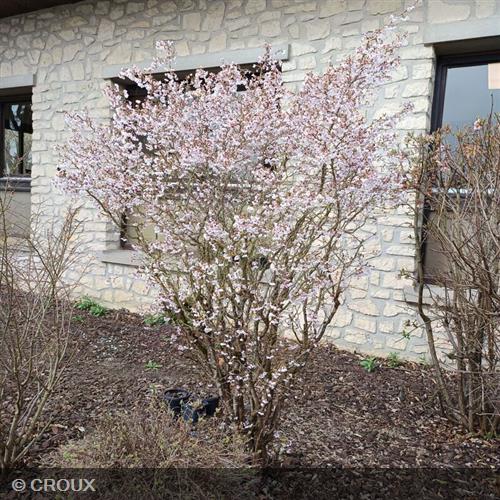 PRUNUS incisa 'Kojo No Mai'
