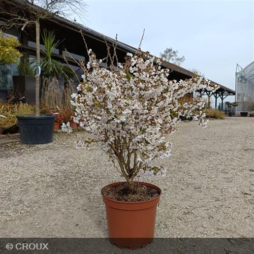 PRUNUS incisa 'Kojo No Mai'
