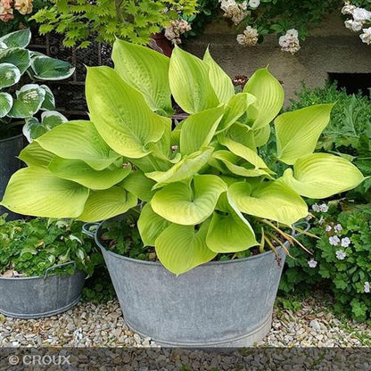 HOSTA 'Sum and Substance'