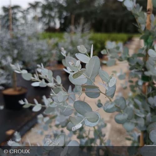 EUCALYPTUS gunnii  'Silverana®'