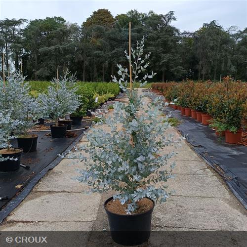 EUCALYPTUS gunnii  'Silverana®'