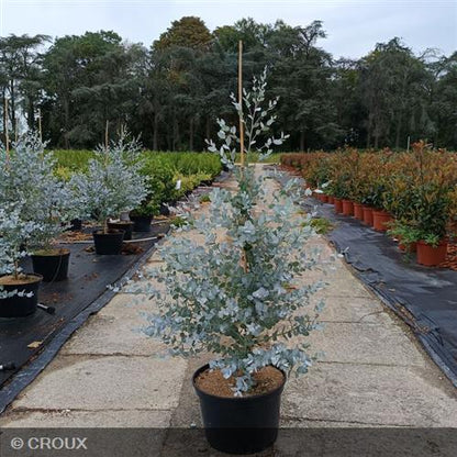 EUCALYPTUS gunnii  'Silverana®'