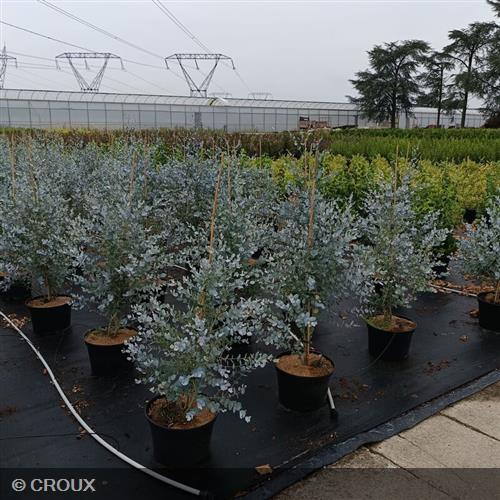 EUCALYPTUS gunnii  'Silverana®'