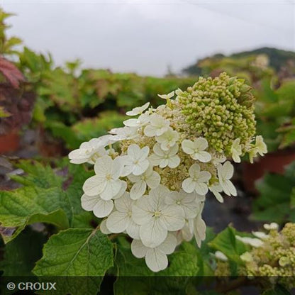 HYDRANGEA quercifolia 'Ruby Slippers®'