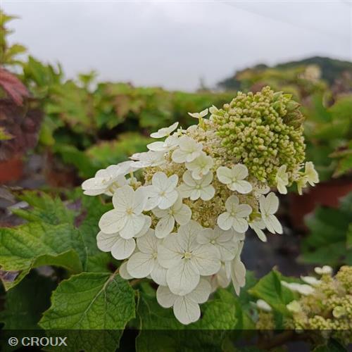 HYDRANGEA quercifolia 'Ruby Slippers®'