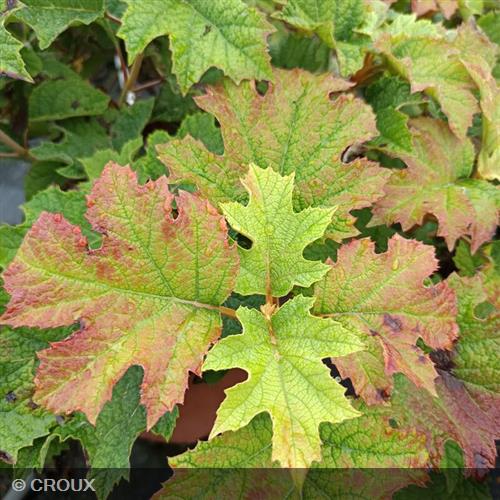 HYDRANGEA quercifolia 'Ruby Slippers®'