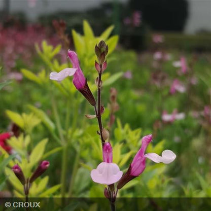 SALVIA greggii 'Joy'