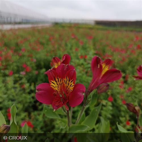 ALSTROEMERIA  hybrida 'Mars'
