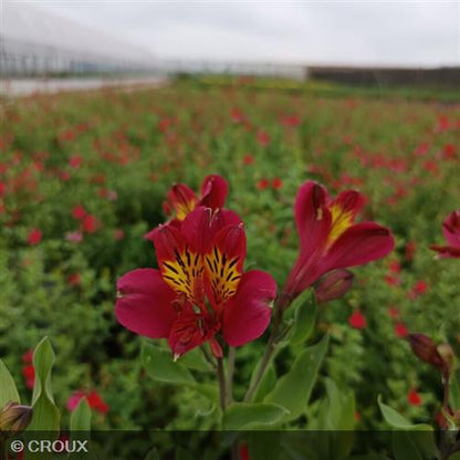 ALSTROEMERIA  hybrida 'Mars'