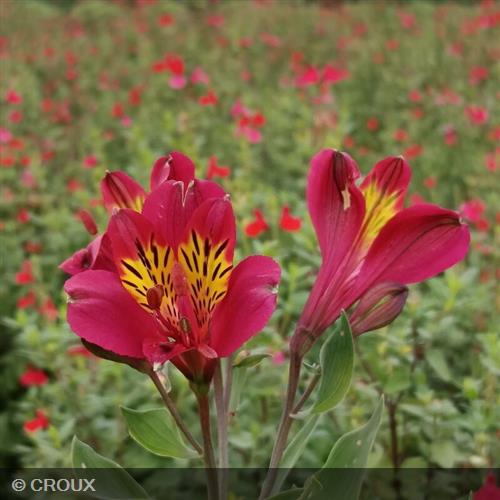 ALSTROEMERIA  hybrida 'Mars'