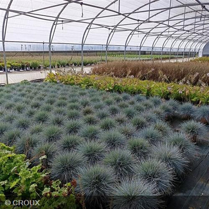 FESTUCA glauca 'Elijah Blue'