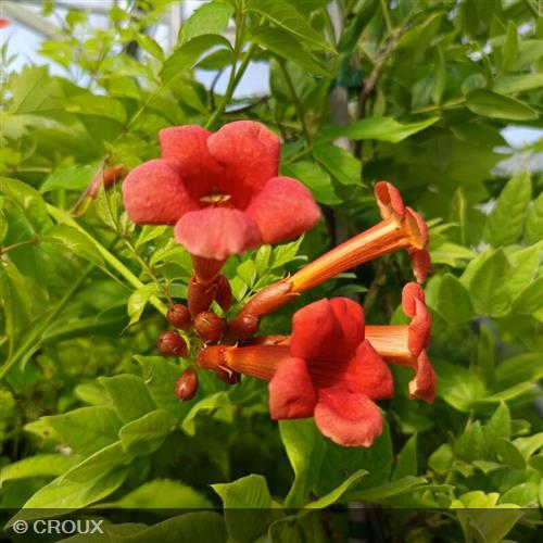 CAMPSIS x tagliabuana 'Madame Galen'