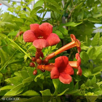 CAMPSIS x tagliabuana 'Madame Galen'