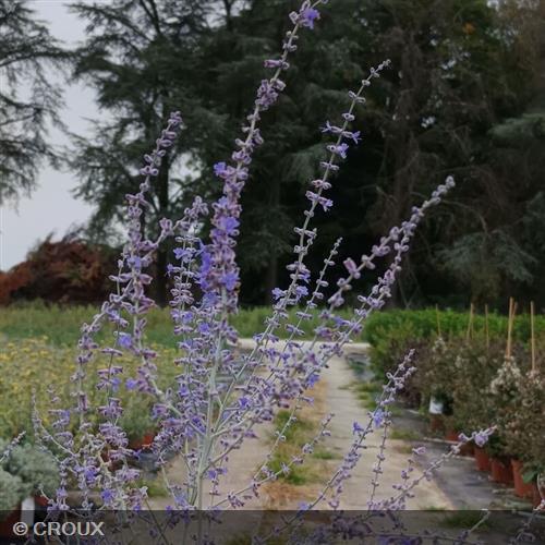 PEROVSKIA atriplicifolia 'Blue Haze'