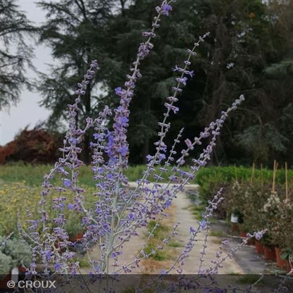 PEROVSKIA atriplicifolia 'Blue Haze'