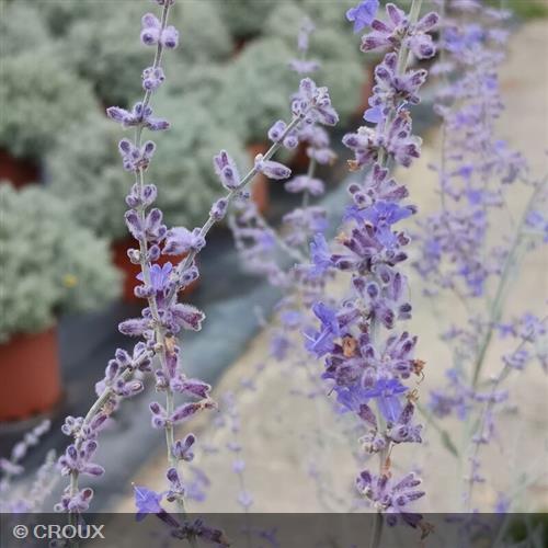 PEROVSKIA atriplicifolia 'Blue Haze'