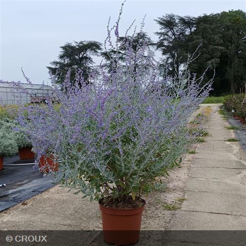 PEROVSKIA atriplicifolia 'Blue Haze'