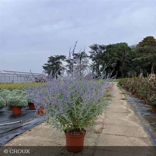 PEROVSKIA atriplicifolia 'Blue Haze'