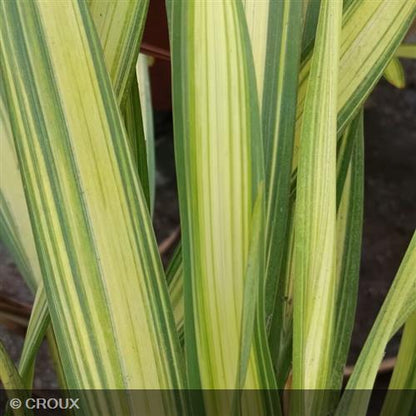 PHORMIUM tenax 'Golden Sword'