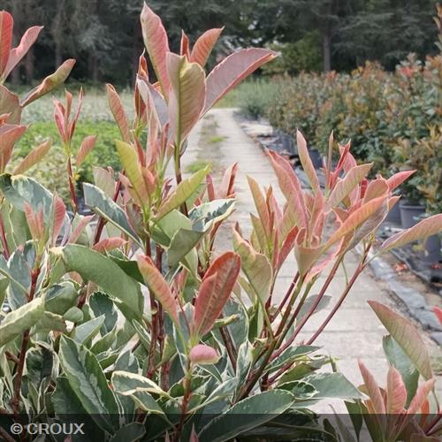 PHOTINIA x fraseri 'Pink Marble®'