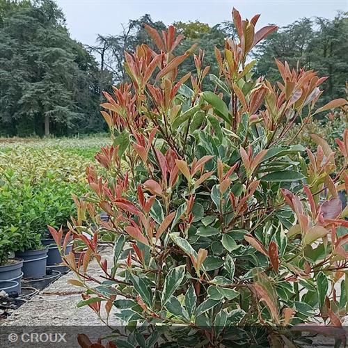 PHOTINIA x fraseri 'Pink Marble®'