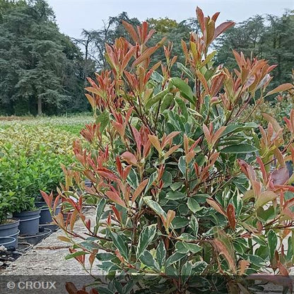 PHOTINIA x fraseri 'Pink Marble®'