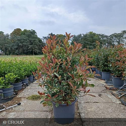 PHOTINIA x fraseri 'Pink Marble®'