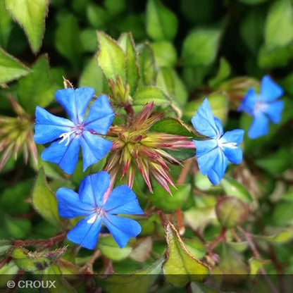 CERATOSTIGMA willmottianum