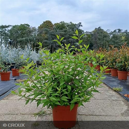 CALLICARPA dichotoma