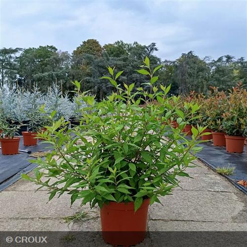 CALLICARPA dichotoma