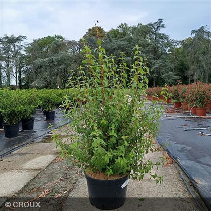 PHILADELPHUS x Lemoinei