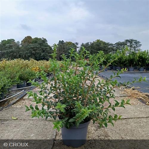 OSMANTHUS x burkwoodii