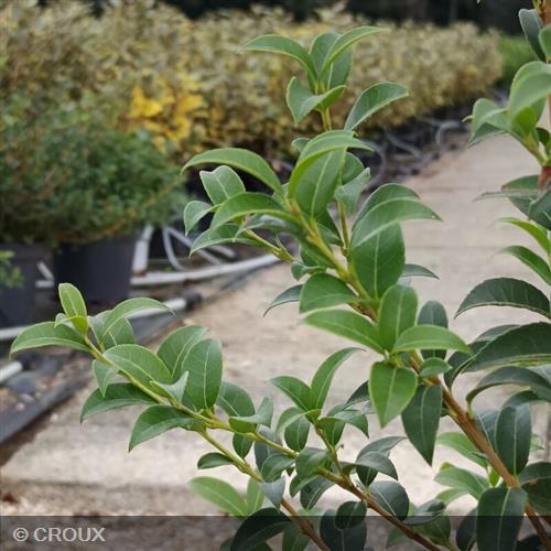 OSMANTHUS x burkwoodii