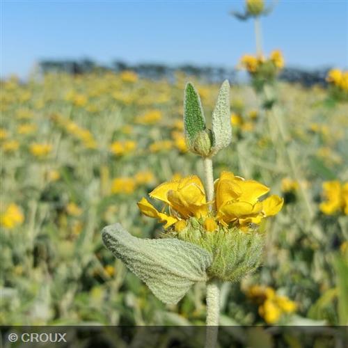 PHLOMIS fructicosa