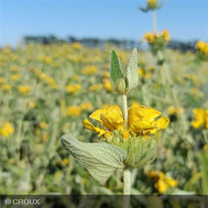 PHLOMIS fructicosa