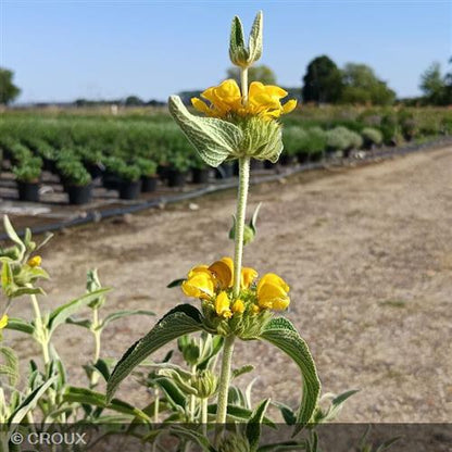 PHLOMIS fructicosa