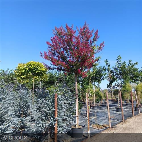 LAGERSTROEMIA indica 'Durant Red'