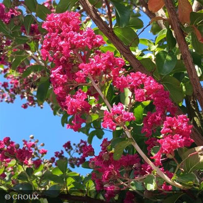 LAGERSTROEMIA indica 'Durant Red'