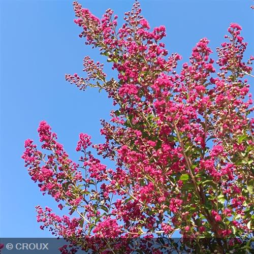 LAGERSTROEMIA indica 'Durant Red'