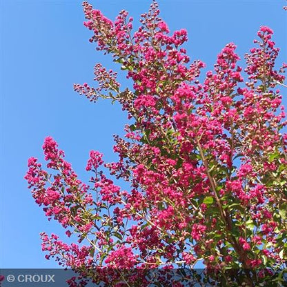 LAGERSTROEMIA indica 'Durant Red'