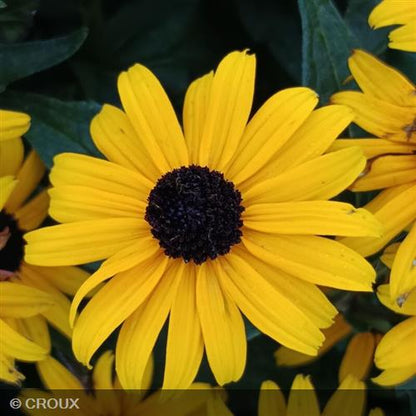 RUDBECKIA fulgida 'Godlsturm'