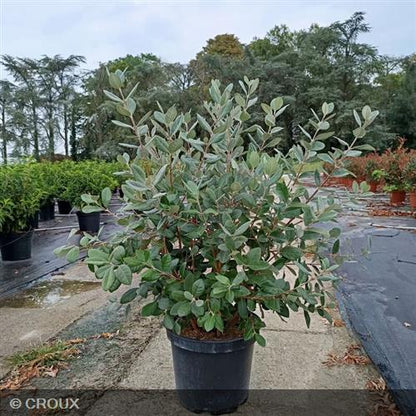 FEIJOA sellowiana