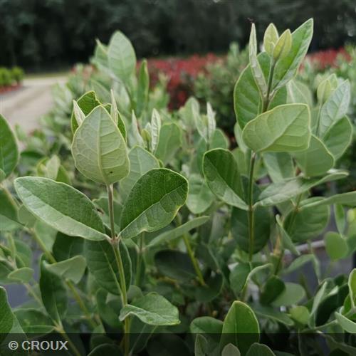 FEIJOA sellowiana