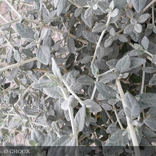 TEUCRIUM fruticans  'Selection Erecta'