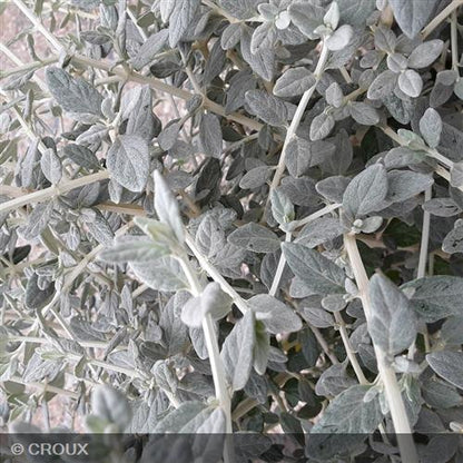 TEUCRIUM fruticans  'Selection Erecta'