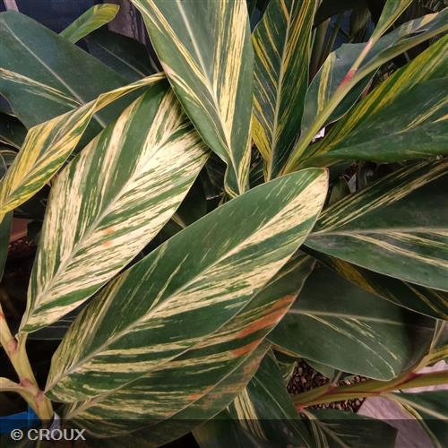 ALPINIA zerumbet 'Variegata'